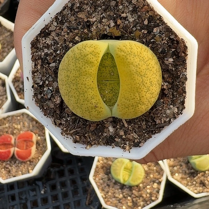 生石花1111。      287