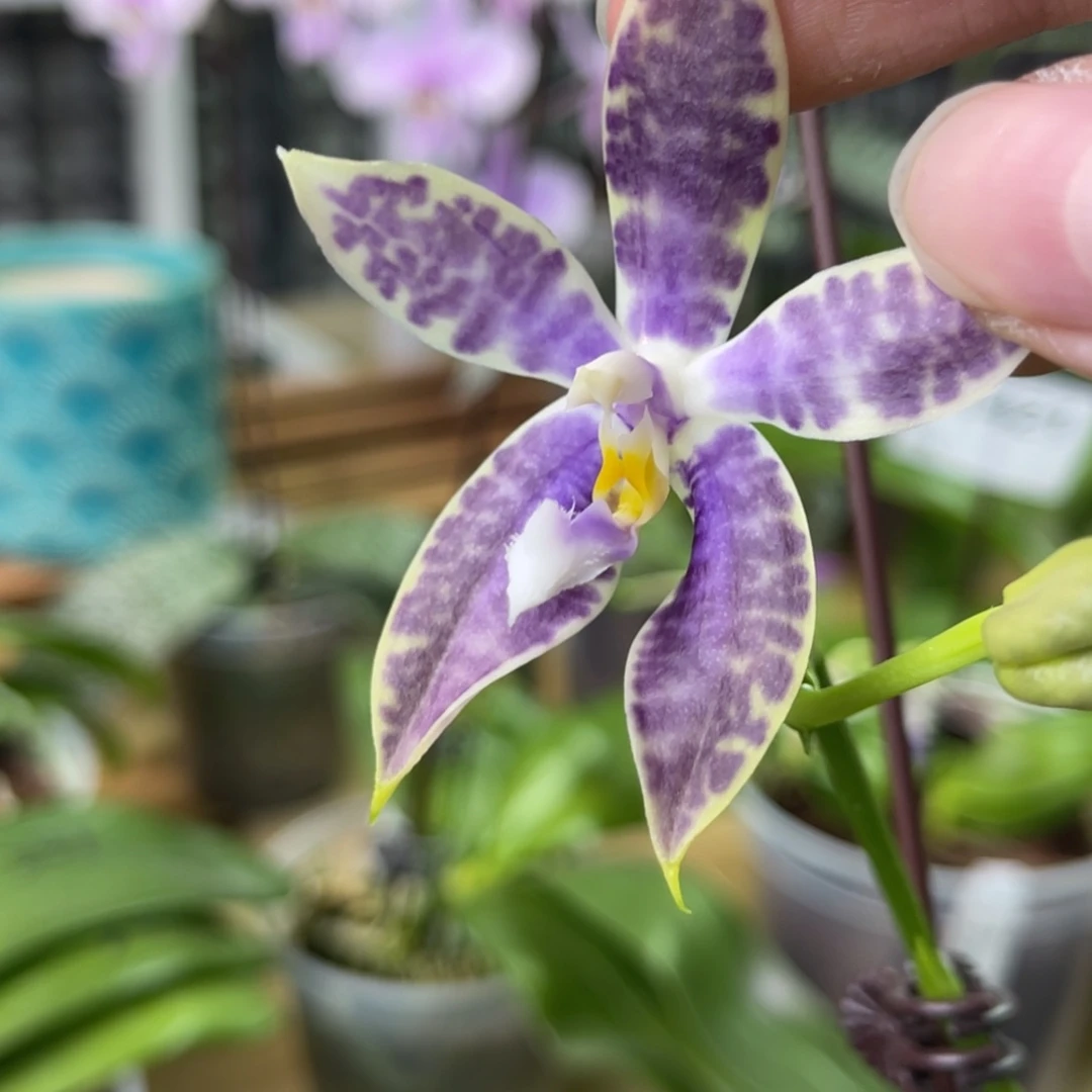 完全开放柳林3604-1403