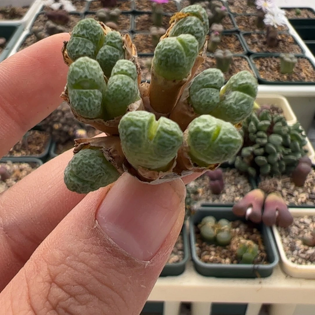 478 好看的多肉冲冲冲