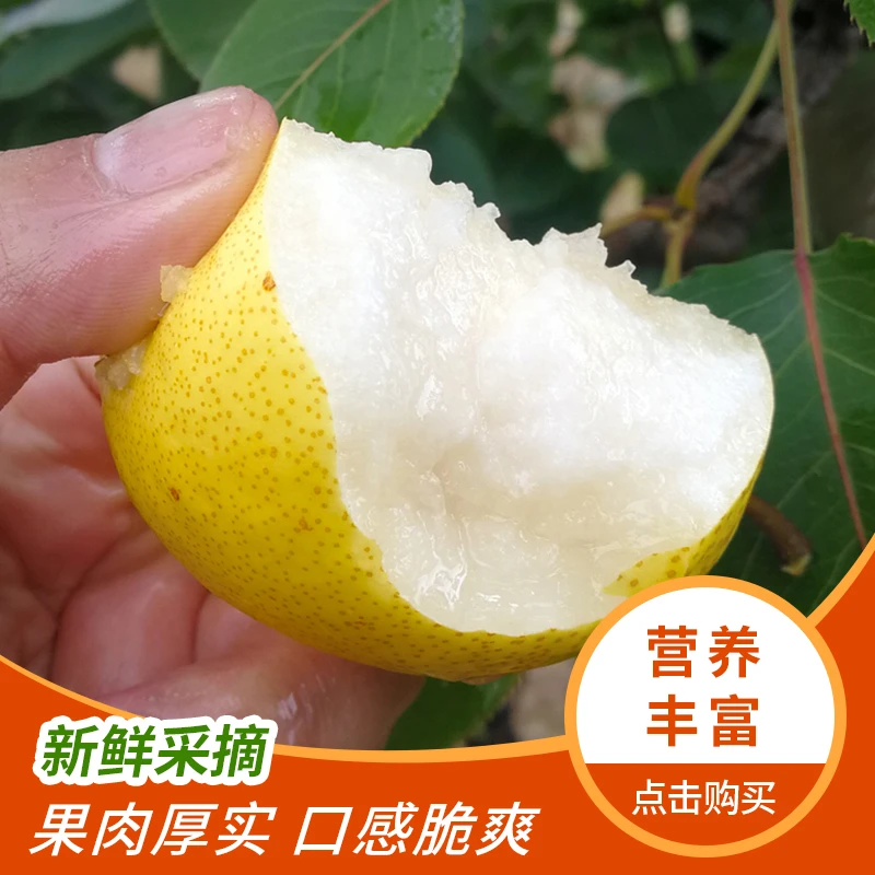 原平同川酥梨8装精选好果当季新鲜采摘产地直销脆甜多汁皮薄