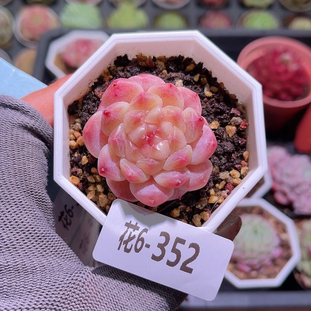 花06-352秘境冰魄