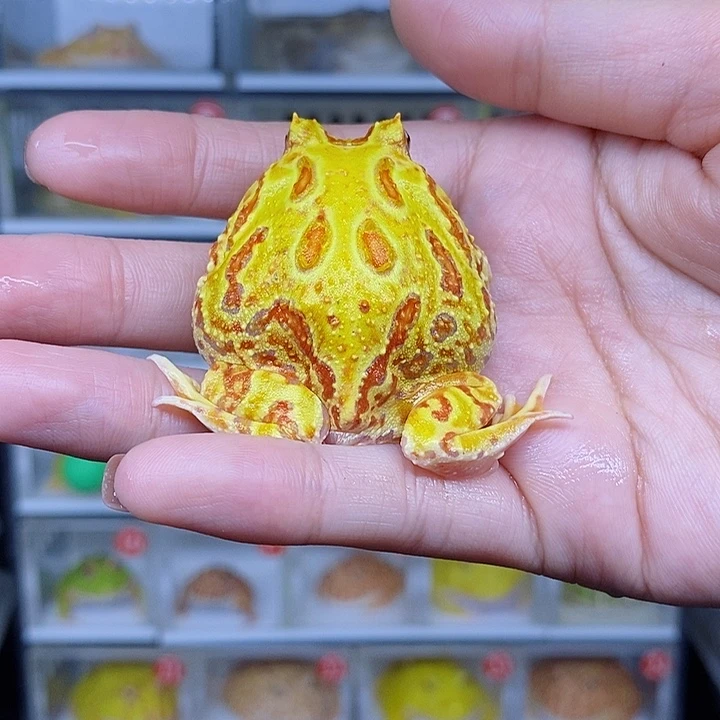 特价秒杀现货特价黄金