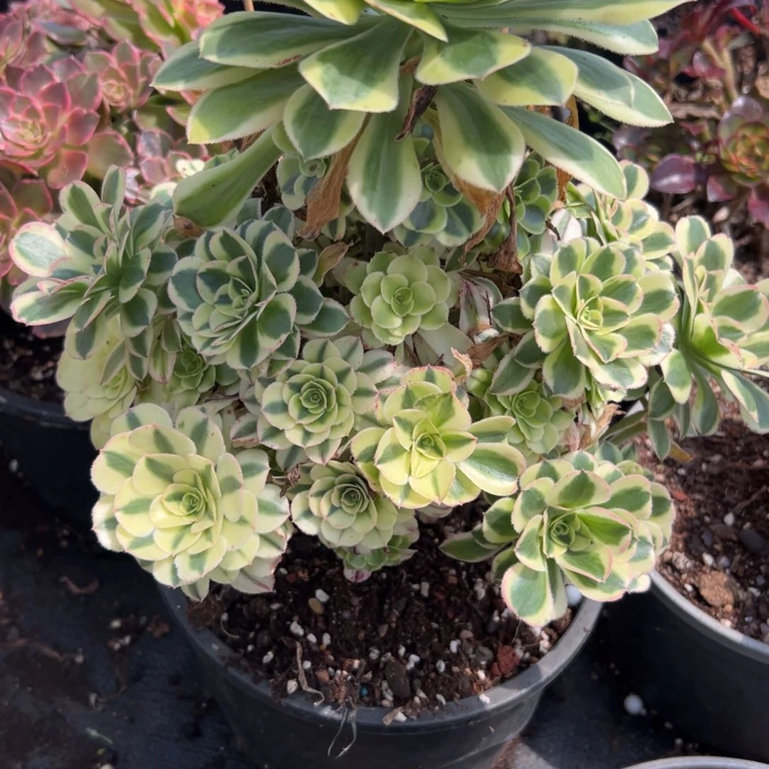 W*3834保时捷多肉植物系