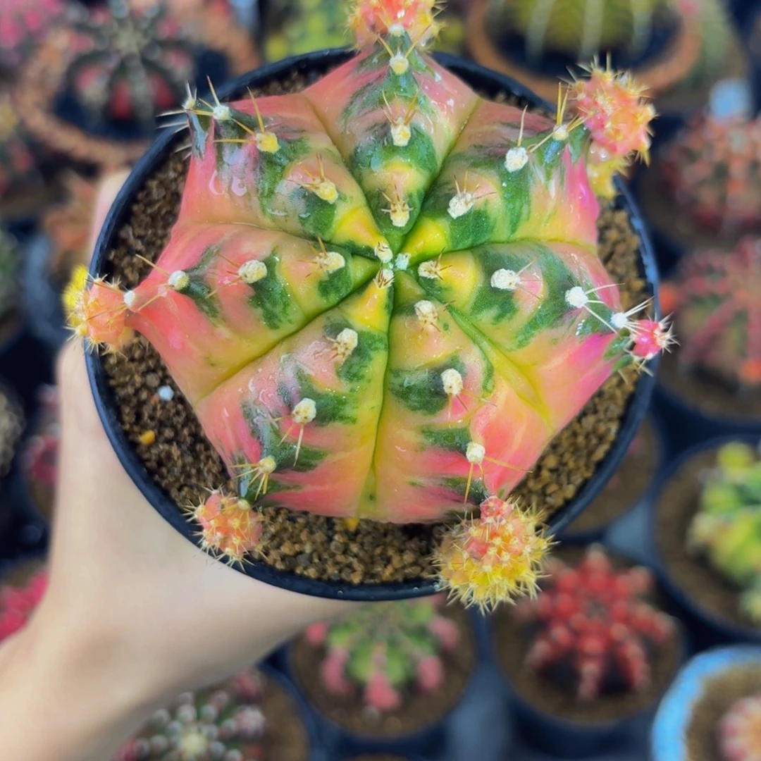 花月亮出侧牙00000000000288