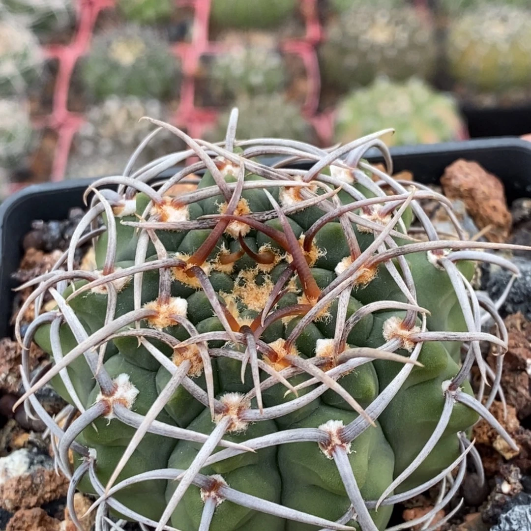 植播园艺控养三枪玉