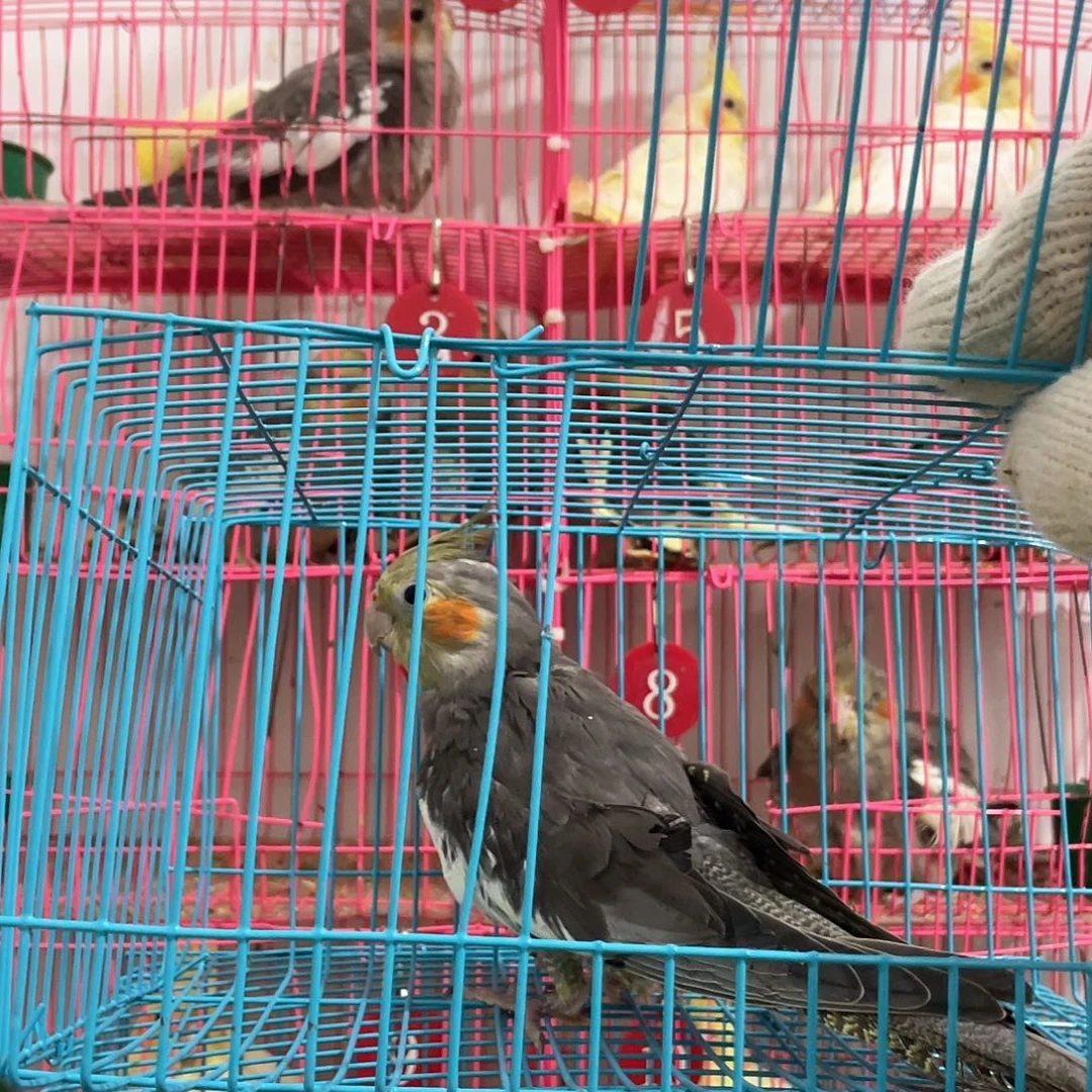 玄凤鹦鹉/鸡尾鹦鹉