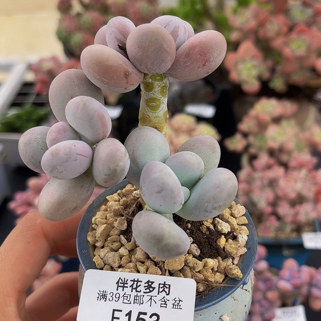153-原始奶多肉6cm