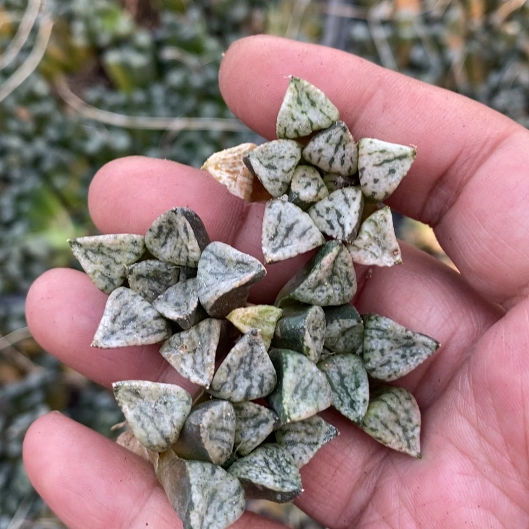 1620 一颗小潘多拉魔盒 整点福利