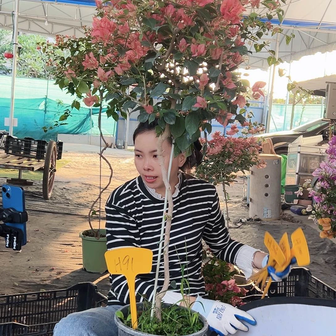 思***晴大部分花苞少量开放H91布理扎