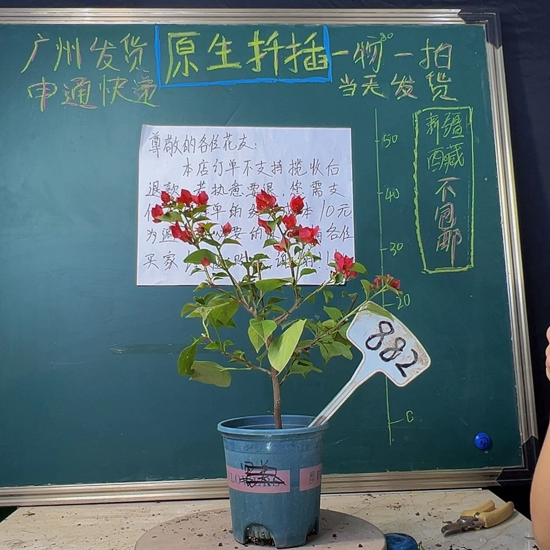 当前无花栽培后可以开花红花盲盒 882