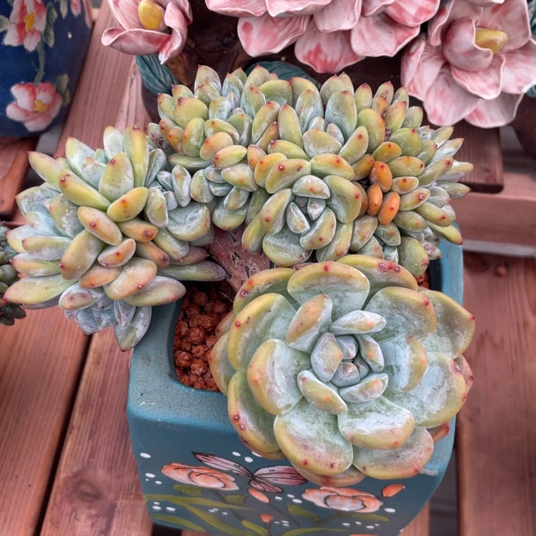 23头星影小树朵朵缀