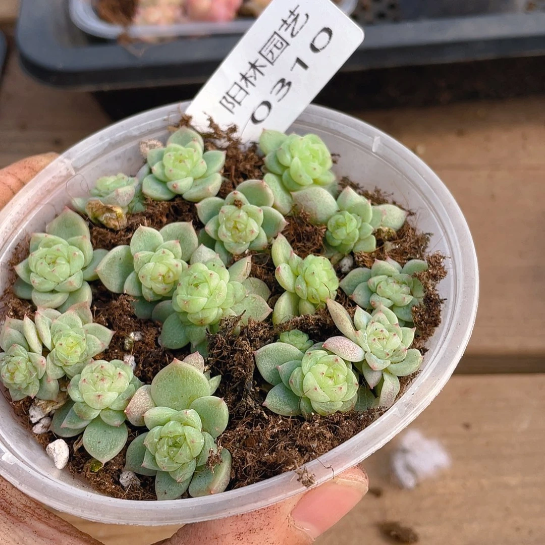 多肉植物多肉植物310