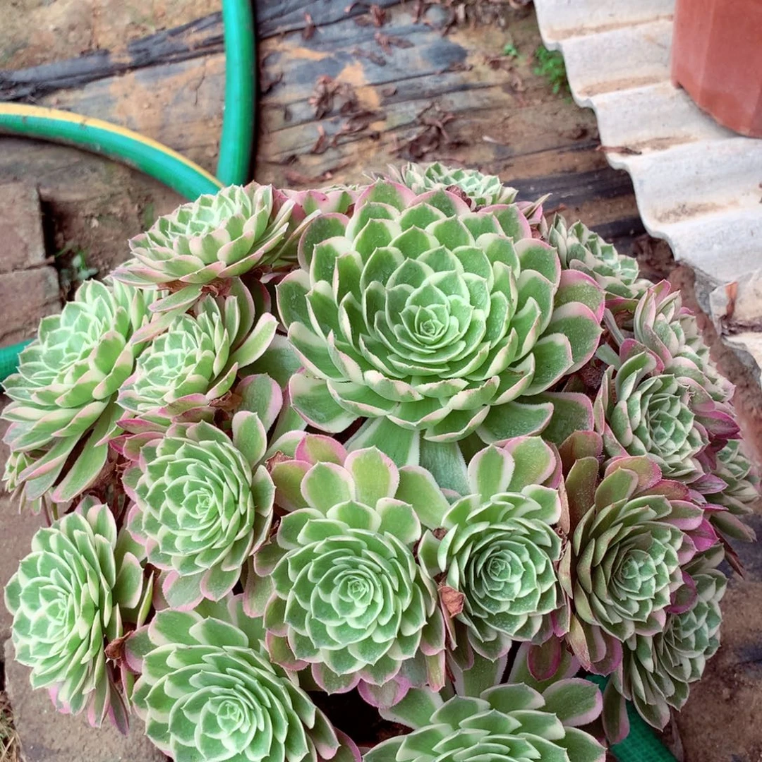 孔雀翎，多肉植物的