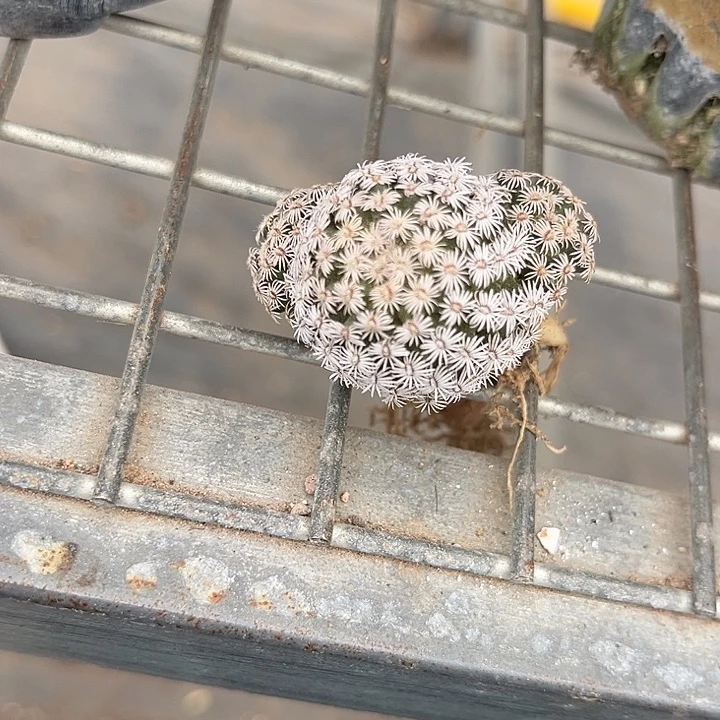 我也不知道我为什么要这样