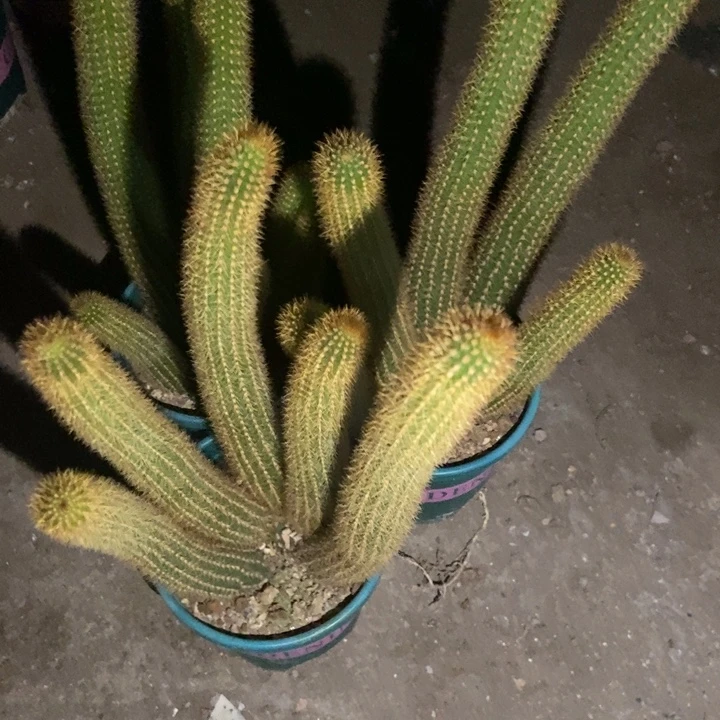 凡***子仙人球魔尔紫三盆一物一拍