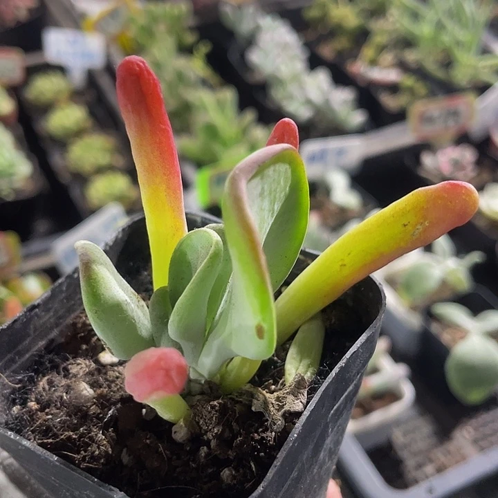 6.5方盆火狐狸带盆土发