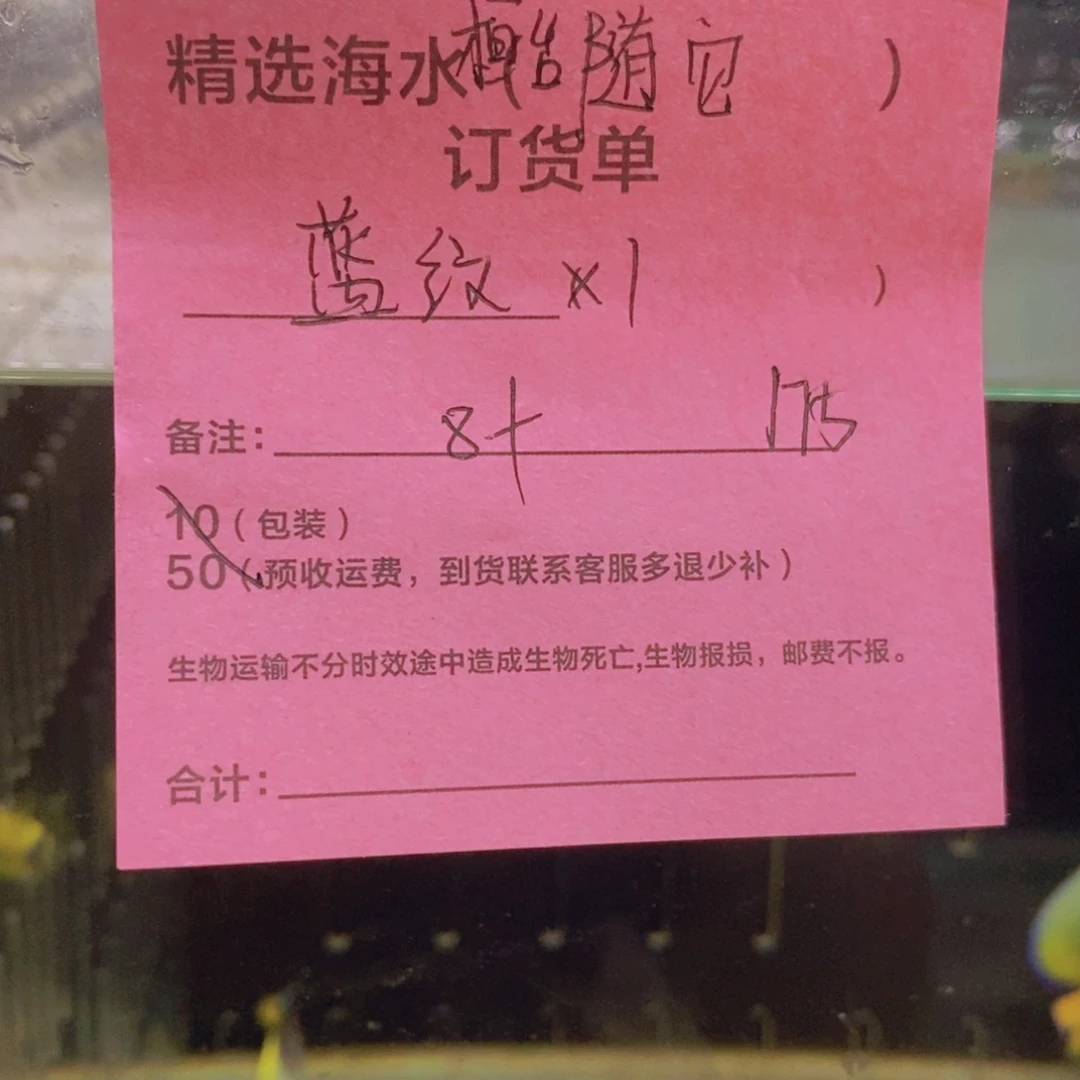 海水鱼蓝纹8+  颗粒老鱼