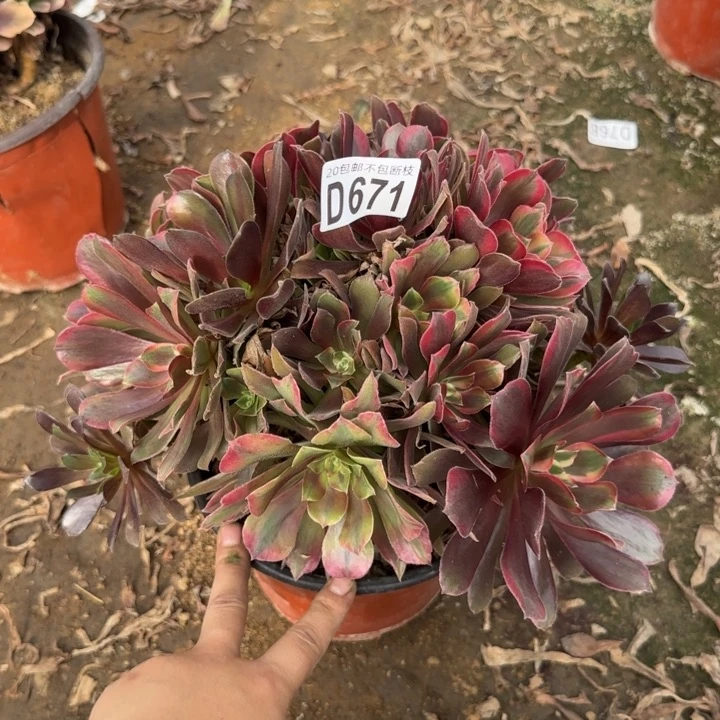 蒙娜丽莎……多肉植物……