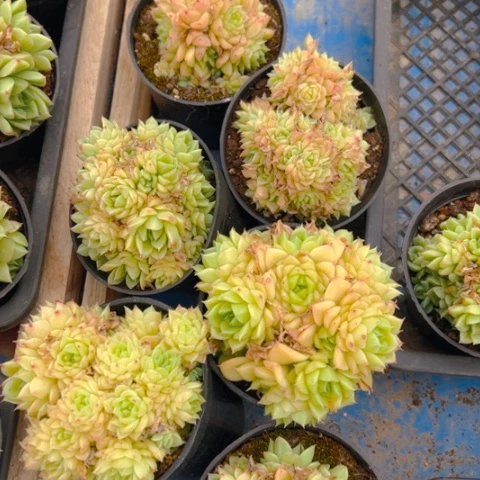 ᴛ****精品多肉麦杆100颗