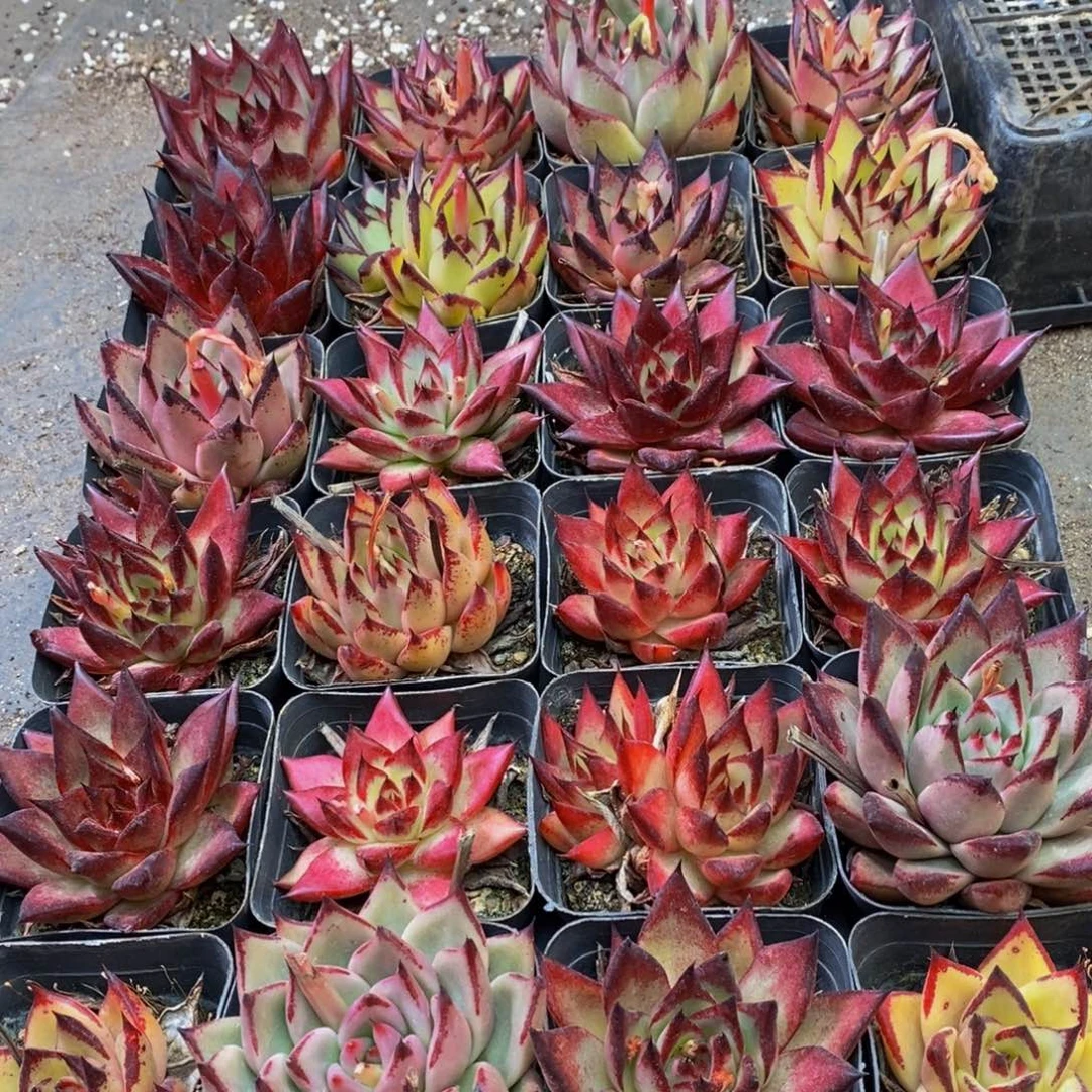 348多肉植物我的人生态度，