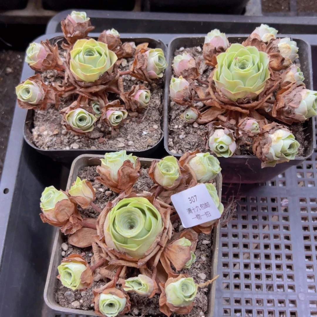 307 侧牙掉了不包损无售后