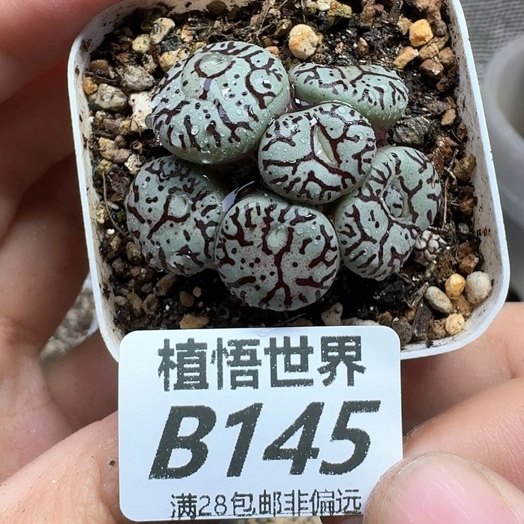 多肉植物的润泽fghn
