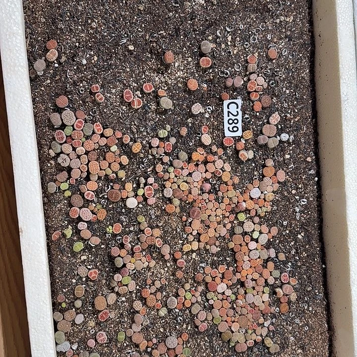 生289石花整框脱土发货不售后