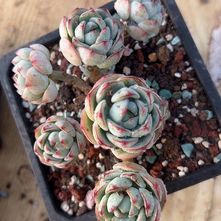 无花朵精品香草。