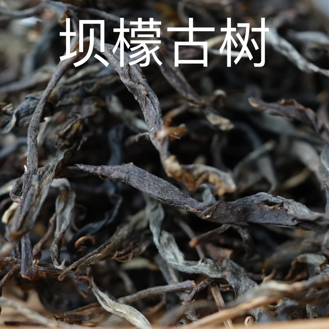 坝檬古树头春丨滑竹梁子2025年普洱生茶（古树头春）200克/饼茶预售