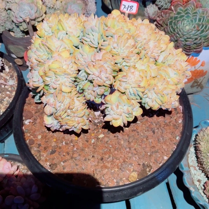 ?****?精品多肉植物老桩