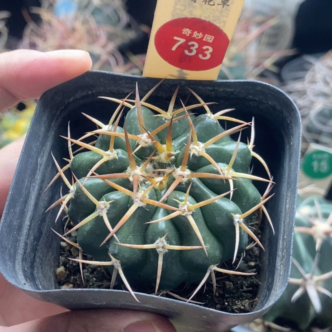 实生狂刺印加圆盘玉杂交5.3cm