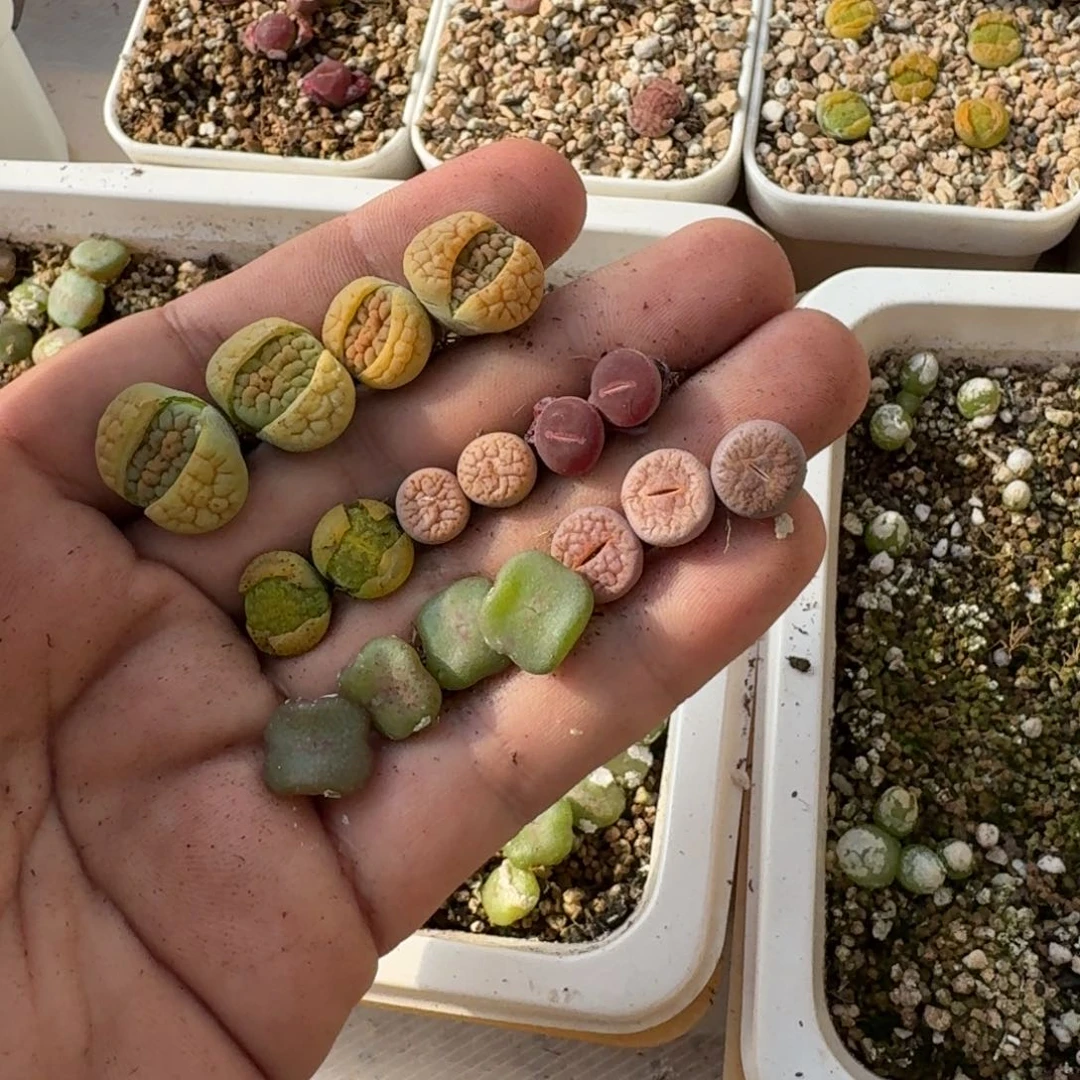 安**安J771黄绿富贵绿银河拿铁曲全窗酒红等