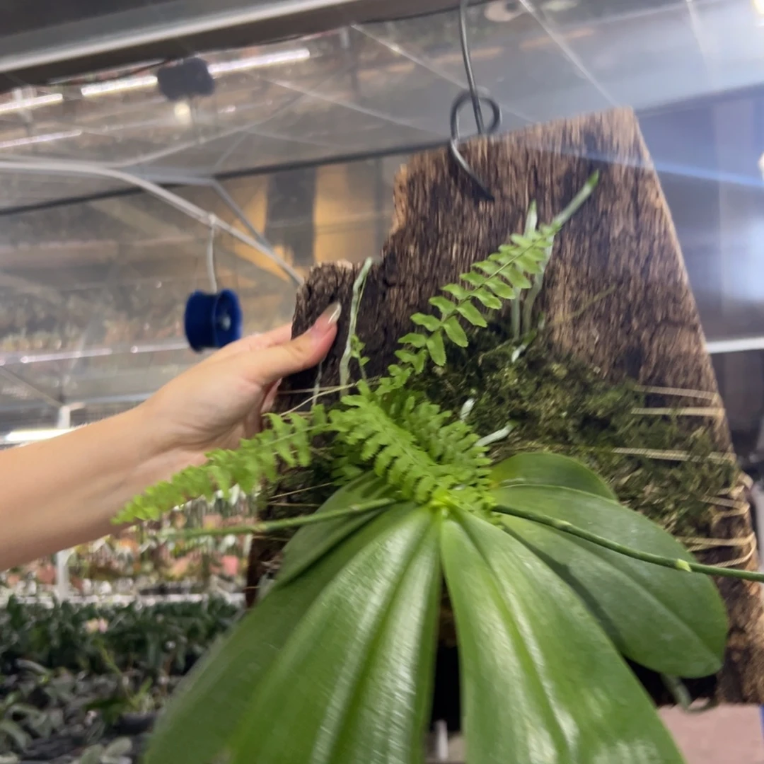 当前无花栽培后可以开花060