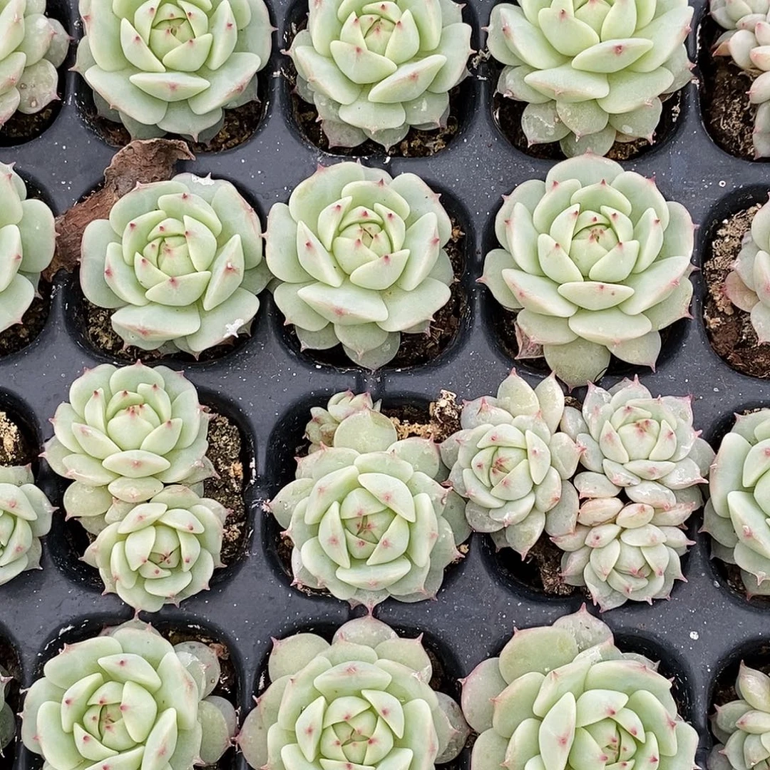 静夜量拍满9.9包邮