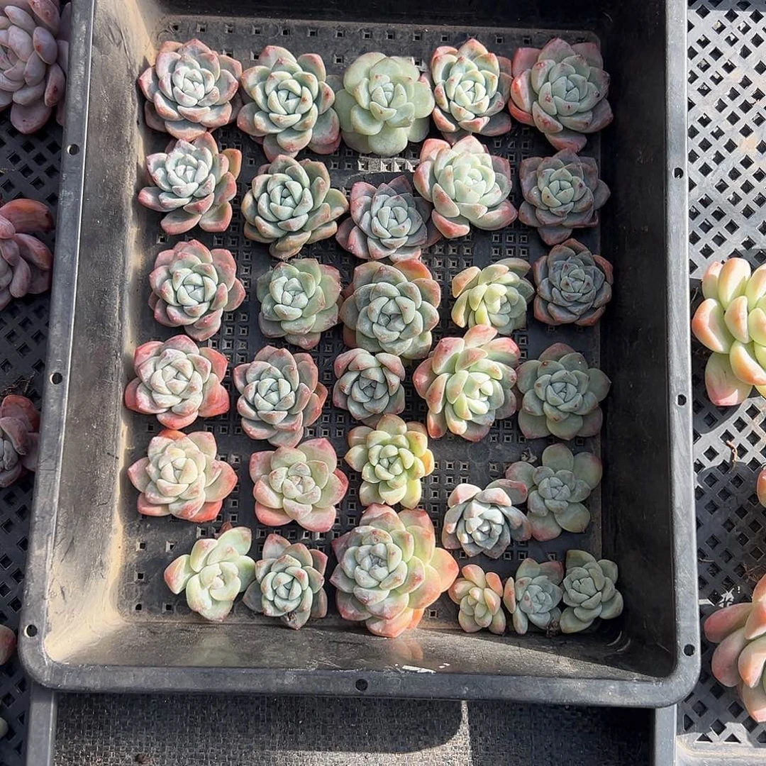 30个单头冰玉无根特价