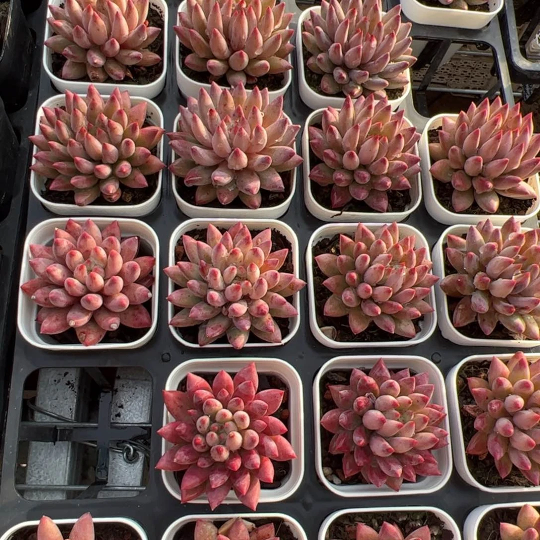 新疆包邮 金鱼姬