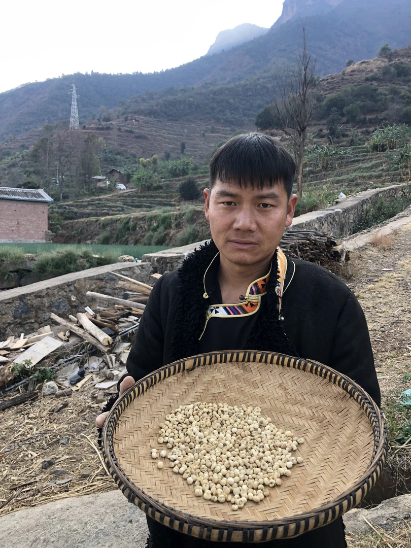 （阿布专属）无硫藏贝母50克