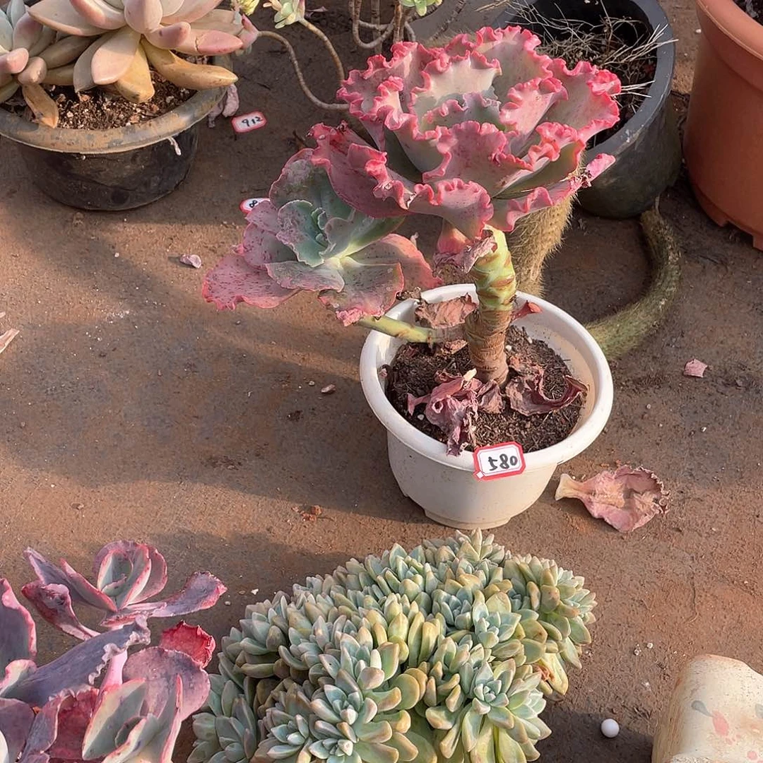 580女王 一物一拍多肉