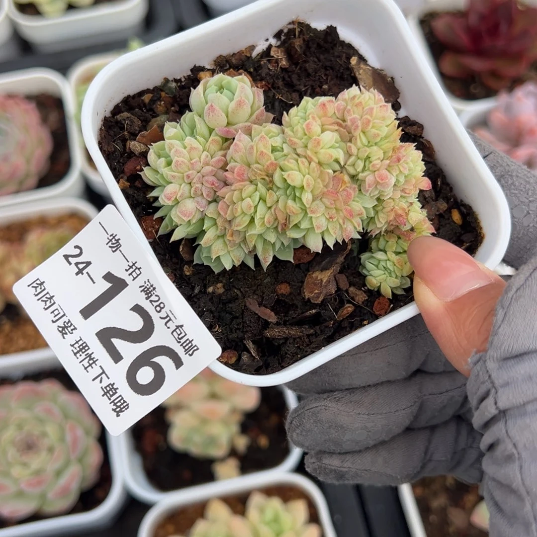 羊脂球缀化多肉多肉