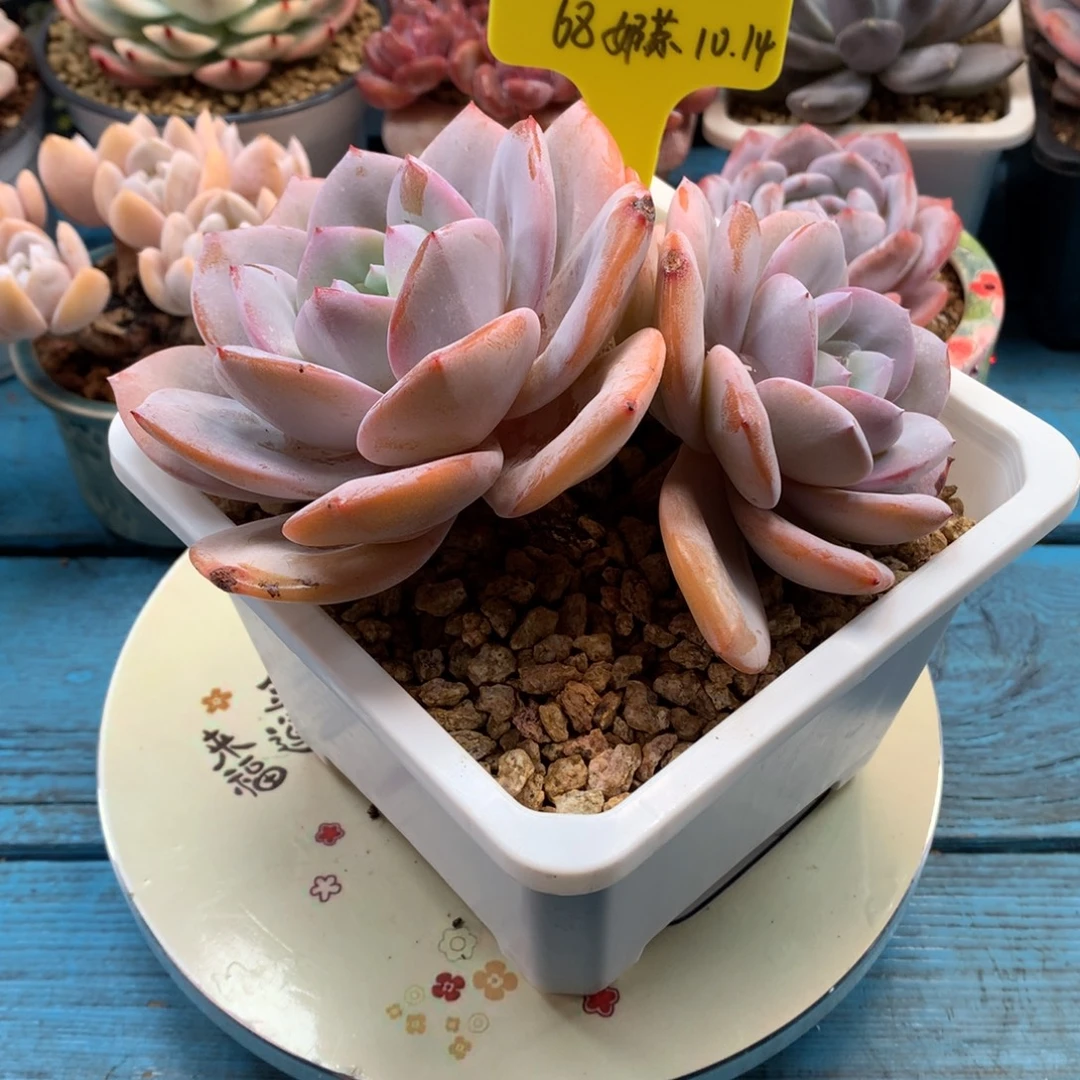 沫****我们家的小宝贝们