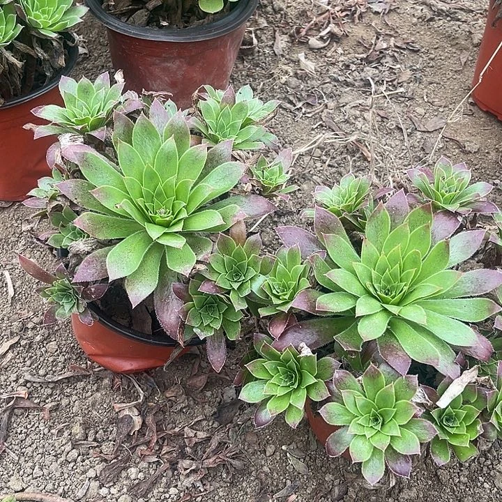 孔雀花花两颗花花