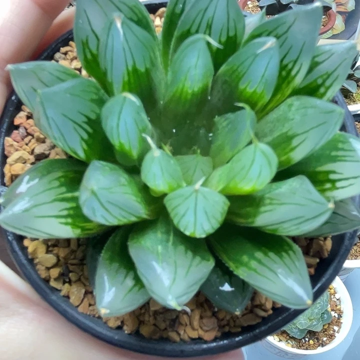 23  实生针管玉露十二卷多肉