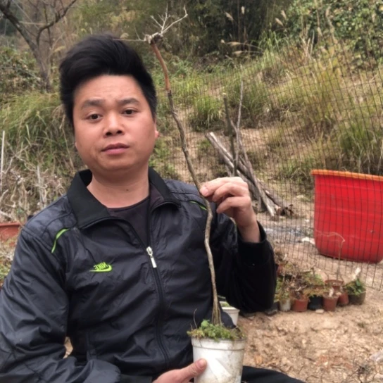 盆景素材盆栽绿植