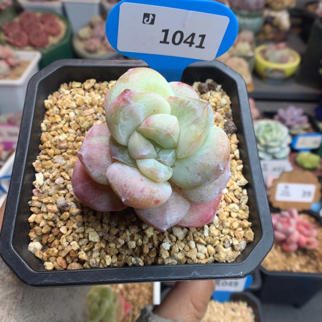 1041冰玉石化特价多肉植物