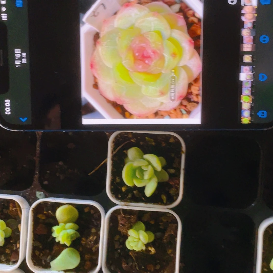 明月T7 中盆一个满25包邮