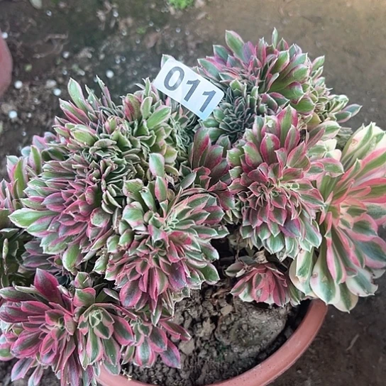 多***园多肉植物一个女巫