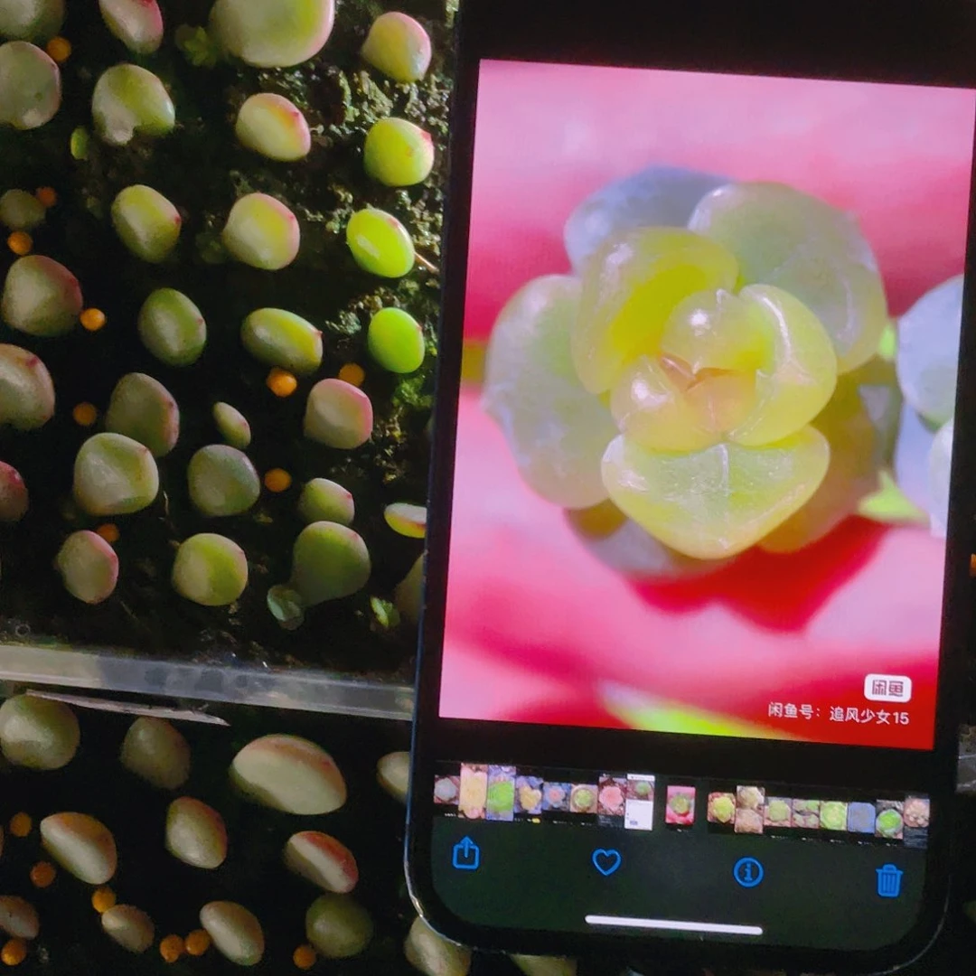 T190 芝麻苗一个满25包邮