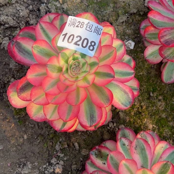 10208南荔枝多肉植物