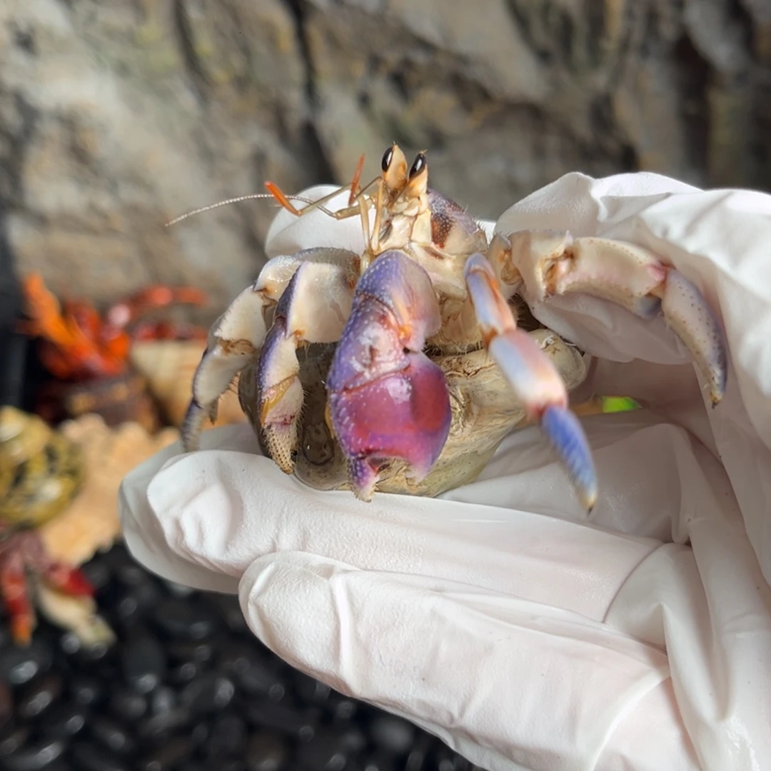 马卡龙蓝粉2.3口。