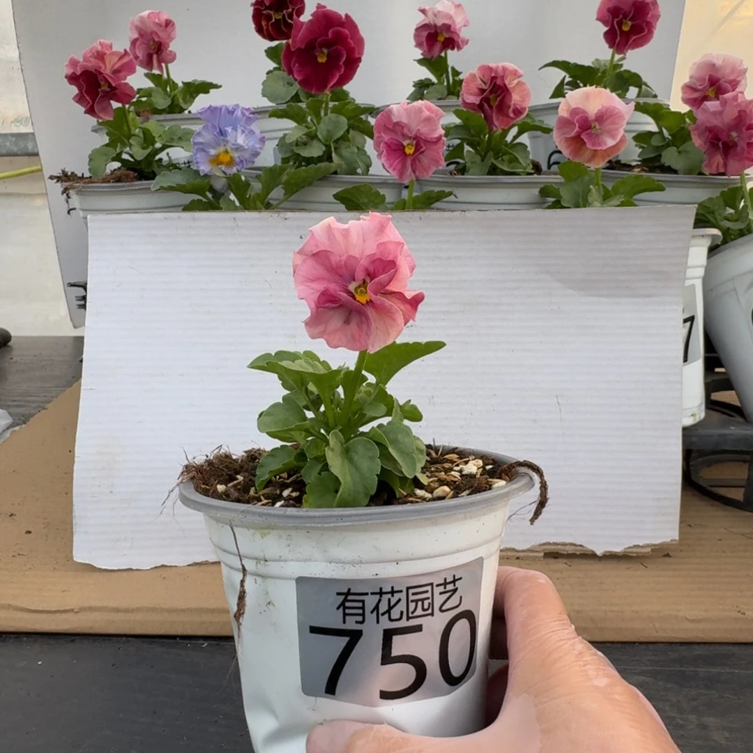 无花朵啊***哈750号角堇